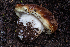  ( - FDS-CA-04843)  @11 [ ] by-nc (2024) Dean Lyons Fungal Diversity Survey