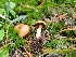  ( - FDS-CA-06207)  @11 [ ] by-nc (2024) Harte Singer Fungal Diversity Survey