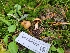  ( - FDS-CA-06207)  @11 [ ] by-nc (2024) Harte Singer Fungal Diversity Survey