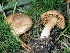  ( - FDS-CA-06207)  @11 [ ] by-nc (2024) Harte Singer Fungal Diversity Survey