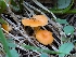  ( - FDS-CA-05257)  @11 [ ] c (2024) Andrew Claassen Fungal Diversity Survey