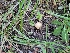  (Scleroderma sp. PNW02 - FDS-CA-06225)  @11 [ ] by-nc (2024) Harte Singer Fungal Diversity Survey