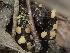  ( - FDS-CA-06228)  @11 [ ] by-nc (2024) Harte Singer Fungal Diversity Survey