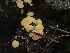  ( - FDS-CA-06228)  @11 [ ] by-nc (2024) Harte Singer Fungal Diversity Survey