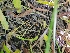  ( - FDS-CA-06228)  @11 [ ] by-nc (2024) Harte Singer Fungal Diversity Survey