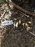  ( - FDS-CA-06753)  @11 [ ] by (2024) Justin Paulin Fungal Diversity Survey