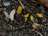  (Turbinellus - FDS-CA-06753)  @11 [ ] by (2024) Justin Paulin Fungal Diversity Survey