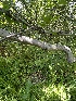 ( - FDS-CA-05066)  @11 [ ] by-nc (2024) Taye Bright Fungal Diversity Survey