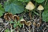  (Conocybe sp. semiglobata clade 5 - FDS-CA-05066)  @11 [ ] by-nc (2024) Taye Bright Fungal Diversity Survey