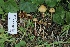  ( - FDS-CA-05066)  @11 [ ] by-nc (2024) Taye Bright Fungal Diversity Survey