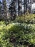  ( - FDS-CA-05074)  @11 [ ] by-nc (2024) Taye Bright Fungal Diversity Survey