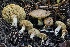  ( - FDS-CA-05074)  @11 [ ] by-nc (2024) Taye Bright Fungal Diversity Survey