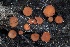  (Scutellinia sp. CA03 - FDS-CA-05075)  @11 [ ] by-nc (2024) Taye Bright Fungal Diversity Survey