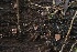  ( - FDS-CA-05067)  @11 [ ] by-nc (2024) Taye Bright Fungal Diversity Survey