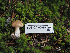  (Cortinarius nettieae - FDS-CA-05979)  @11 [ ] by-nc (2024) Fresno Mycology Society Fungal Diversity Survey