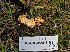  (Cuphophyllus sp. CA09 - FDS-CA-05981)  @11 [ ] by-nc (2024) Fresno Mycology Society Fungal Diversity Survey