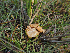  ( - FDS-CA-05981)  @11 [ ] by-nc (2024) Fresno Mycology Society Fungal Diversity Survey