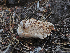 ( - FDS-CA-05982)  @11 [ ] by-nc (2024) Fresno Mycology Society Fungal Diversity Survey