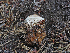  ( - FDS-CA-05982)  @11 [ ] by-nc (2024) Fresno Mycology Society Fungal Diversity Survey