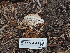  ( - FDS-CA-05982)  @11 [ ] by-nc (2024) Fresno Mycology Society Fungal Diversity Survey