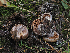  ( - FDS-CA-05987)  @11 [ ] by-nc (2024) Fresno Mycology Society Fungal Diversity Survey