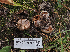  ( - FDS-CA-05987)  @11 [ ] by-nc (2024) Fresno Mycology Society Fungal Diversity Survey