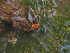  ( - FDS-CA-05989)  @11 [ ] by-nc (2024) Fresno Mycology Society Fungal Diversity Survey