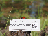  (Scutellinia sp. PNW12 - FDS-CA-05989)  @11 [ ] by-nc (2024) Fresno Mycology Society Fungal Diversity Survey