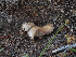  ( - FDS-CA-05992)  @11 [ ] by-nc (2024) Fresno Mycology Society Fungal Diversity Survey