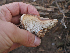  ( - FDS-CA-05992)  @11 [ ] by-nc (2024) Fresno Mycology Society Fungal Diversity Survey