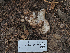  ( - FDS-CA-05992)  @11 [ ] by-nc (2024) Fresno Mycology Society Fungal Diversity Survey