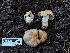  ( - FDS-CA-05997)  @11 [ ] by-nc (2024) Fresno Mycology Society Fungal Diversity Survey