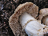  (Cortinarius caperatus - FDS-CA-05997)  @11 [ ] by-nc (2024) Fresno Mycology Society Fungal Diversity Survey