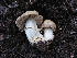  ( - FDS-CA-05997)  @11 [ ] by-nc (2024) Fresno Mycology Society Fungal Diversity Survey