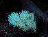  (Clavulina sp. cinerea-PNW02 - FDS-CA-06754)  @11 [ ] by (2024) Justin Paulin Fungal Diversity Survey