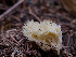  ( - FDS-CA-06754)  @11 [ ] by (2024) Justin Paulin Fungal Diversity Survey