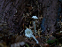  ( - FDS-CA-06758)  @11 [ ] by (2024) Justin Paulin Fungal Diversity Survey