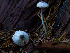 ( - FDS-CA-06758)  @11 [ ] by (2024) Justin Paulin Fungal Diversity Survey