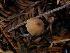  ( - FDS-CA-06759)  @11 [ ] by (2024) Justin Paulin Fungal Diversity Survey