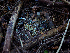  ( - FDS-CA-06759)  @11 [ ] by (2024) Justin Paulin Fungal Diversity Survey