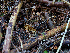  (Conocybe sp. PNW07 - FDS-CA-06759)  @11 [ ] by (2024) Justin Paulin Fungal Diversity Survey