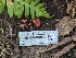  ( - FDS-CA-00833)  @11 [ ] by-nc (2024) Warren Cardimona Fungal Diversity Survey