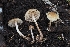  ( - FDS-CA-00832)  @11 [ ] by-nc (2024) Warren Cardimona Fungal Diversity Survey