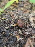  ( - FDS-CA-05800)  @11 [ ] by-nc (2024) Dean Lyons Fungal Diversity Survey