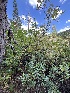 ( - FDS-CA-05800)  @11 [ ] by-nc (2024) Dean Lyons Fungal Diversity Survey