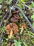  ( - FDS-CA-05801)  @11 [ ] by-nc (2024) Dean Lyons Fungal Diversity Survey