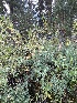  ( - FDS-CA-05801)  @11 [ ] by-nc (2024) Dean Lyons Fungal Diversity Survey