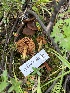  ( - FDS-CA-05801)  @11 [ ] by-nc (2024) Dean Lyons Fungal Diversity Survey