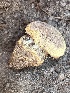  ( - FDS-CA-05804)  @11 [ ] by-nc (2024) Dean Lyons Fungal Diversity Survey