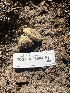  ( - FDS-CA-05804)  @11 [ ] by-nc (2024) Dean Lyons Fungal Diversity Survey